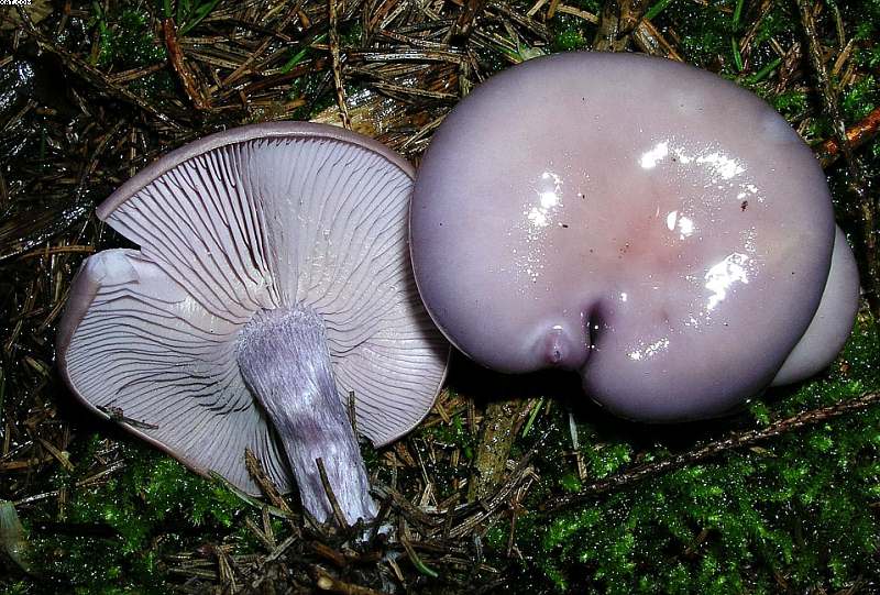 Oltingue  ( FRA )    24. Aprile 2005